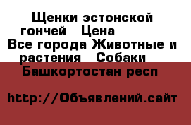 Щенки эстонской гончей › Цена ­ 7 000 - Все города Животные и растения » Собаки   . Башкортостан респ.